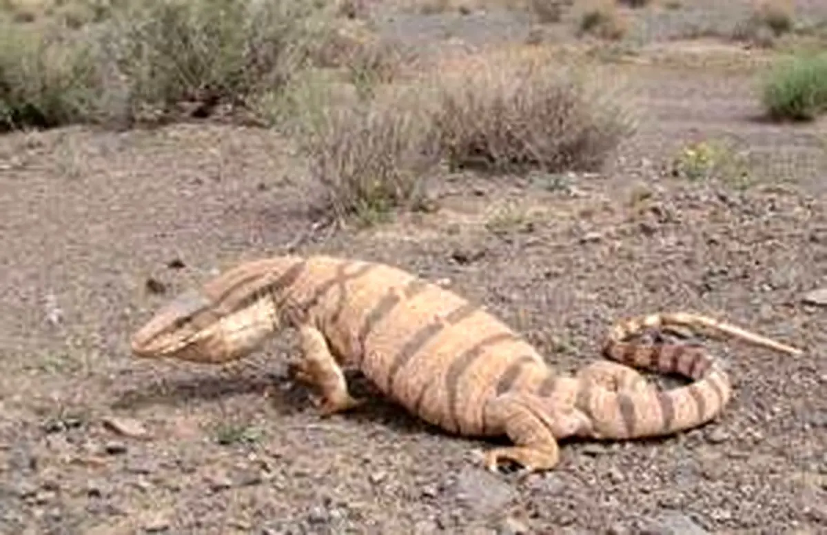 درگیری بامزه بین بزمجه و کفتار بر سر لاشه گورخر/ ویدئو 