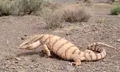 درگیری بامزه بین بزمجه و کفتار بر سر لاشه گورخر/ ویدئو 