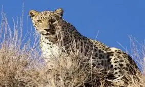 نادرترین تصویر از حیات وحش ایران/ حضور همزمان ماده پلنگ، توله پلنگ و پلنگ نر/ ویدئو