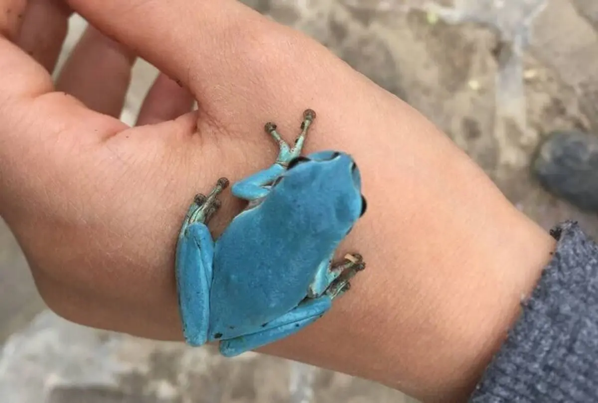  اولین قورباغه درختی آبی‌رنگ ایران در گیلان پیدا شد 