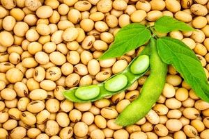 سویا، پروتئینی ویژه برای گیاه خواران