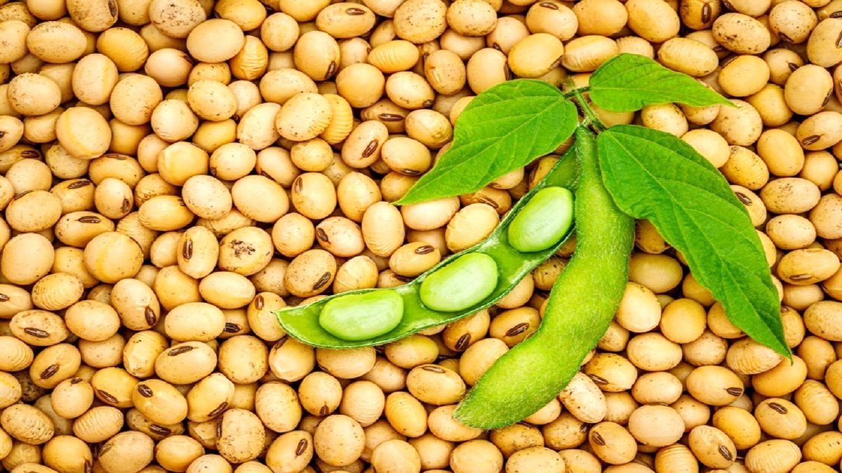 سویا، پروتئینی ویژه برای گیاه خواران