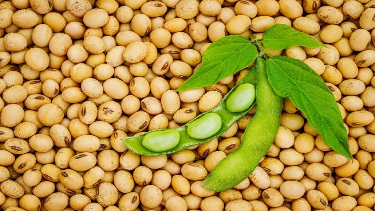 سویا، پروتئینی ویژه برای گیاه خواران
