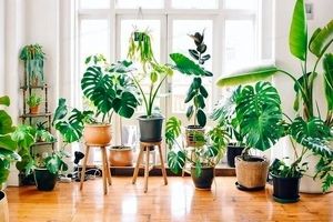 ایده دکوراسیون خانه با گیاهان