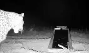 کل‌کل مار و پلنگ ایرانی در فیروزکوه/ ویدئو