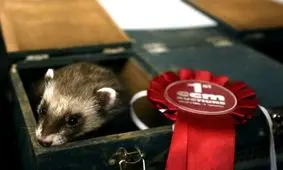 تصاویر یکی از عجیب‌ترین مسابقات جهان