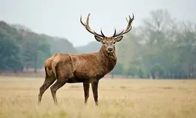 اقدام جالب فنلاند برای جلوگیری از تصادف گوزن‌ها/ عکس

