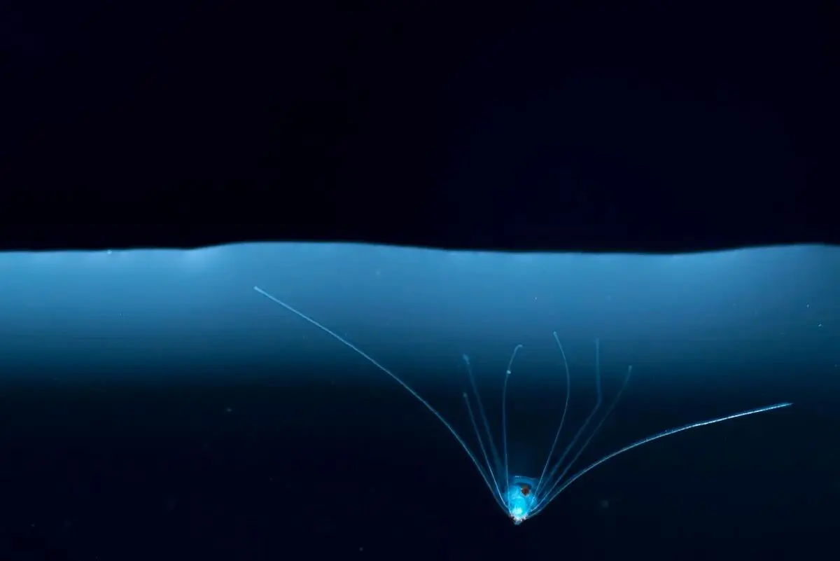 عکس‌های حیرت‌انگیز از زندگی در قطره‌های آب!