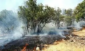 مرزبانی: بیش از ۵ هزار متر مربع از جنگل‌ های تالش در آتش سوخت
