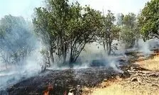 مرزبانی: بیش از ۵ هزار متر مربع از جنگل‌ های تالش در آتش سوخت
