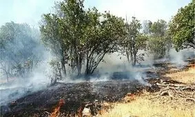 مرزبانی: بیش از ۵ هزار متر مربع از جنگل‌ های تالش در آتش سوخت
