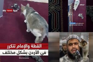  ادامه داستان امام جماعت و گربه؛ این بار زایمان یک گربه در منبر مسجد/ ویدئو


