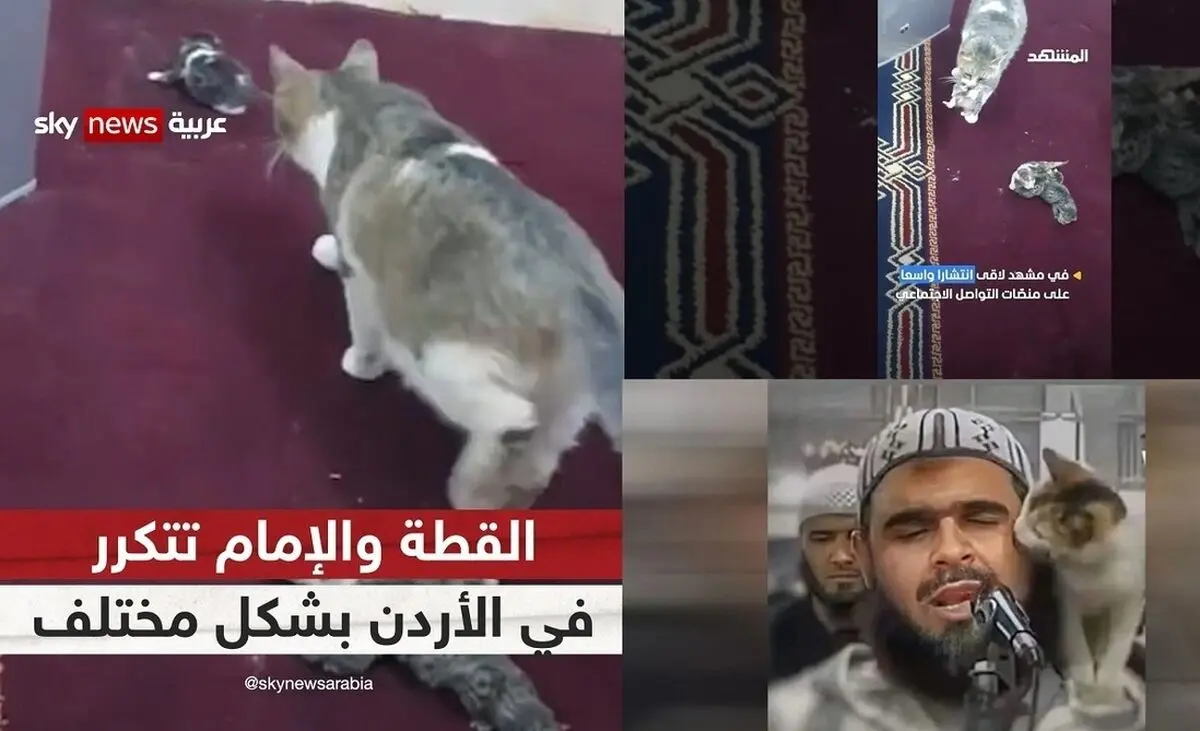  ادامه داستان امام جماعت و گربه؛ این بار زایمان یک گربه در منبر مسجد/ ویدئو

