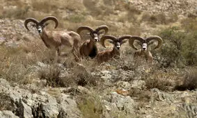 قوچ اصفهان؛ نمادی که نیازمند توجه است