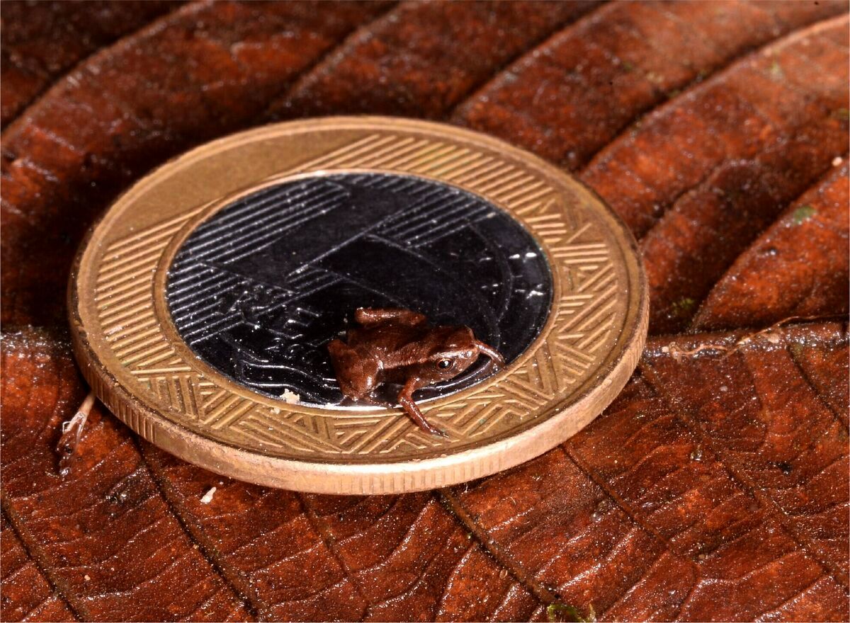 رکوردشکنی عجیب کوچک‌ترین قورباغه جهان