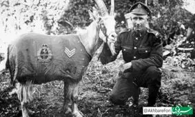 این بز قهرمان تاریخ شد