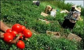 جابجایی وظایف تنظیم بازار محصولات کشاورزی مشکلی را حل نمی‌کند