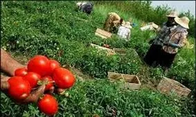 جابجایی وظایف تنظیم بازار محصولات کشاورزی مشکلی را حل نمی‌کند