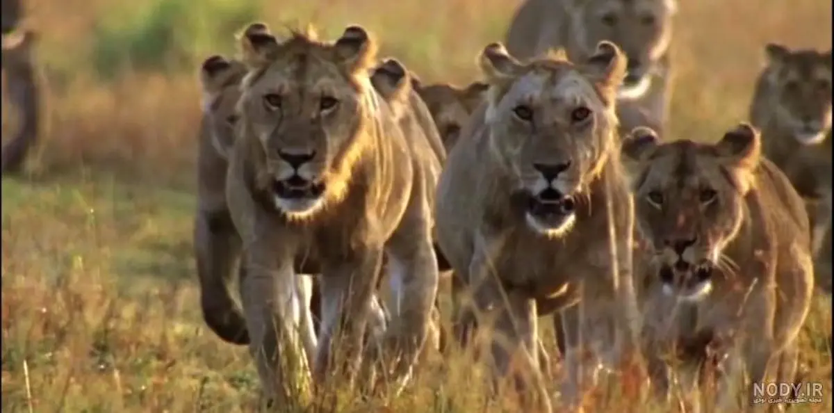 لحظه آب خوردن شیرها در کنار یک رودخانه در آفریقای جنوبی/ ویدئو