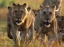 لحظه آب خوردن شیرها در کنار یک رودخانه در آفریقای جنوبی/ ویدئو