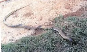 هجوم مارهای سمی به ساحل چالوس و نوشهر/ مردم از شنا در دریا پرهیز کنند