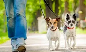 افزایش شغل های کاذب؛ از گریه کن حرفه ای تا سگ گردانی