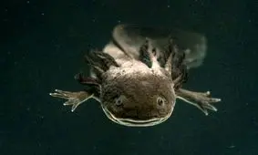 چرا این ۵ حیوان در «تیک‌تاک» پربازدید شده‌اند؟