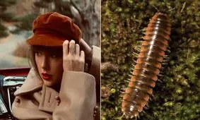 نامگذاری یک گونه جدید هزارپا به نام "تیلور سوئیفت"!

