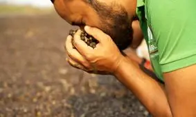 آنگولا در مسیر تبدیل شدن به بزرگترین تولیدکننده قهوه جهان

