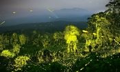 عکاس هندی چگونه این عکس‌های جادویی را از جنگل گرفت؟