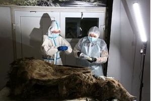 تشریح لاشه سالم خرس ۳۵۰۰ ساله/ در یخبندان گرفتار شده بود/ ویدئو