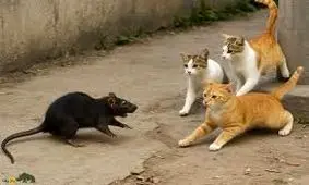 موش‌های بی‌پروا، گربه‌های فراری؛ زنگ خطر در دل پایتخت