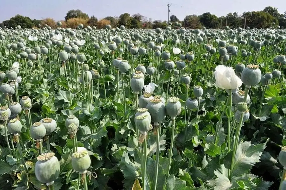میزان کشت خشخاش در استان‌های ایران بسیار بالا رفته/ در استانی که قبلا برنج می‌کاشتند، امروز به کاشت خشخاش روی آوردند
