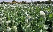 میزان کشت خشخاش در استان‌های ایران بسیار بالا رفته/ در استانی که قبلا برنج می‌کاشتند، امروز به کاشت خشخاش روی آوردند