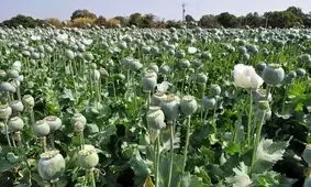 میزان کشت خشخاش در استان‌های ایران بسیار بالا رفته/ در استانی که قبلا برنج می‌کاشتند، امروز به کاشت خشخاش روی آوردند