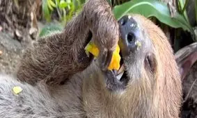 یک تنبل هنگام خوردن ذرت به خواب رفت/ ویدئو