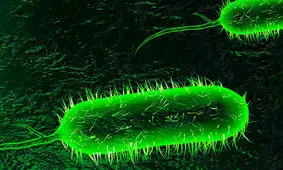 یک مورد ابتلا به بیماری وبا در سقز شناسایی شد