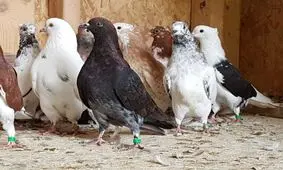 دستگیری متهم به سرقت ۶۴ طوقه کبوتر در کاشمر