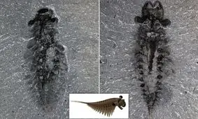 کشف فسیل‌ ۵۰۰ میلیون ساله از مغز یک موجود ۳ چشم