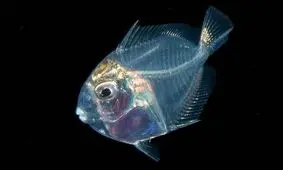 جراح ماهی ؛ از جالب ترین شگفتی های خلقت با 30 سال عمر 