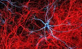 آلزایمر با تخریب عصب‌ها در بافت چربی، فراتر از مغز اثر می‌گذارد