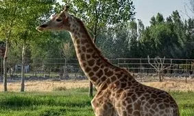 چه گونه هایی در باغ وحش صفادشت تلف شدند؟