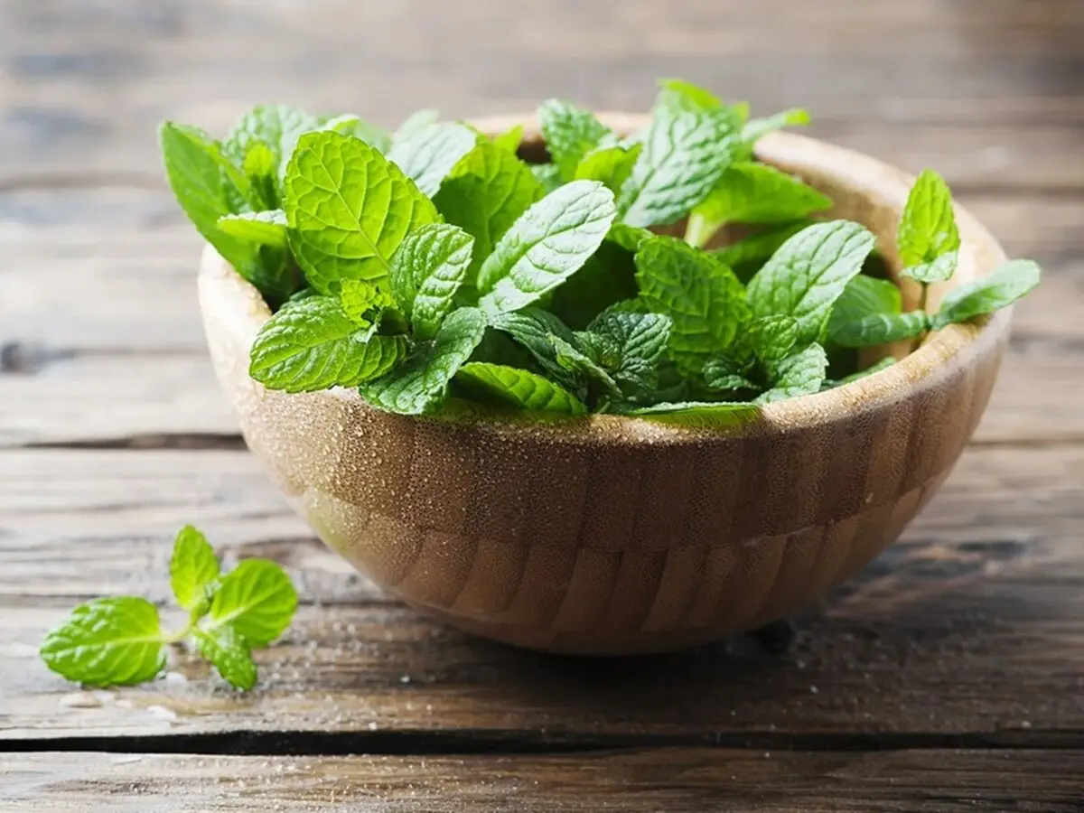 چرا با خوردن نعناع احساس سرما می کنیم؟