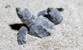 لحظه زیبای تولد لاک پشت‌ در خطر انقراض «پوزه عقابی» در کیش/ ویدئو 