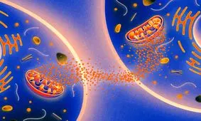 سلول‌های بدن با هم از پیری صحبت می‌کنند