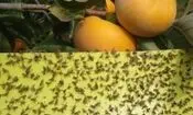ردیابی مگس میوه مدیترانه‌ای در ۹۵۳ هکتار از باغات بابل
