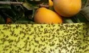 ردیابی مگس میوه مدیترانه‌ای در ۹۵۳ هکتار از باغات بابل
