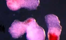 دانشمندان خون انسان را در آزمایشگاه ساختند

