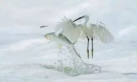 ۱۹ عکس فوق‌العاده دیدنی از حیوانات 