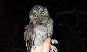 کشف یک گونه جدید از جغد در آفریقا